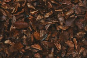 dry air dead leaves