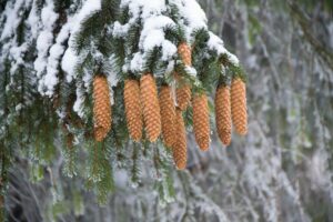 image of snow trees furncae repair