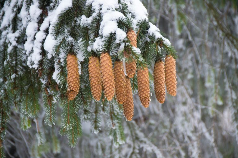 image of snow trees furncae repair